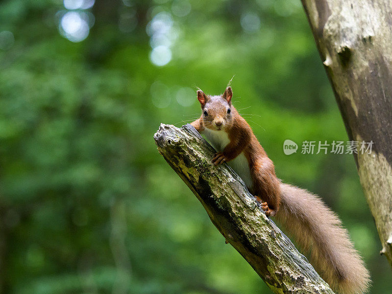 苏格兰红松鼠(Sciurus vulgaris)